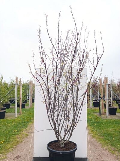 Kanadischer Judasbaum 'Pink Pom Poms' - Cercis canadensis 'Pink Pom Poms'
