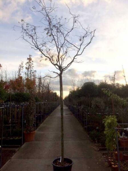 Korkenzieher-Robinie / Korkenzieher-Robinie