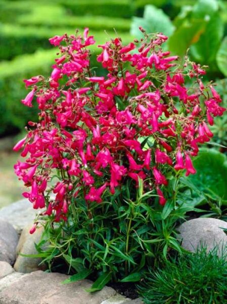 Großblumiger Bartfaden 'Garnet' / Penstemon 'Garnet'