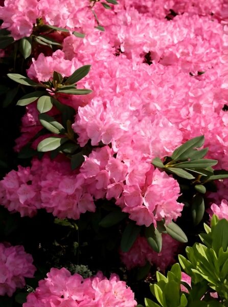 Rhododendron 'INKARHO Anilin' / Rhododendron 'INKARHO Anilin'