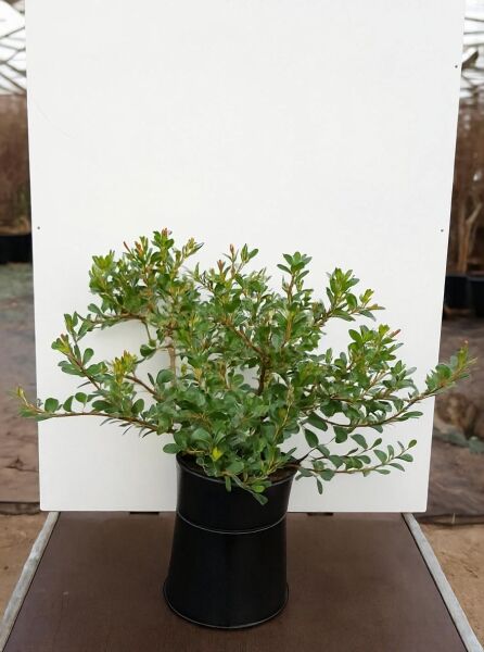 Rhaphiolepis indica 'Coates Crimson' / Japanische Weißdolde 'Coates Crimson', buschiger Strauch mit grünen Blättern im Topf.