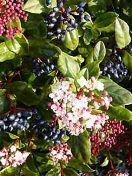 Mittelmeer-Schneeball 'Eve Price' / Viburnum tinus 'Eve Price'