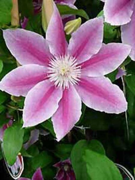 Waldrebe 'Dr. Ruppel' / Clematis 'Dr. Ruppel'