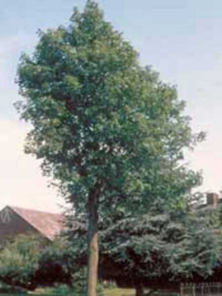 Berg-Ahorn 'Bruchem' / Acer pseudoplatanus 'Bruchem'