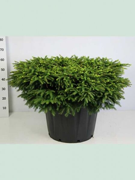 Picea abies 'Nidiformis' / Nest-Fichte 60–80 cm breit im C50-Container, flach-kissenförmig und dicht verzweigt