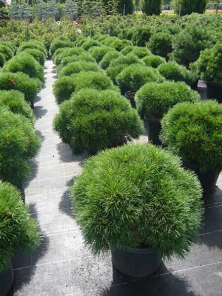 Pinus mugo 'Varella' / kompakte Kugelkiefer