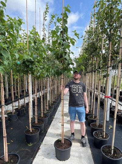 Morus nigra / Schwarzer Maulbeerbaum Hochstamm 8-10 StU im Container, schlanker Stamm mit Krone, im Topf aufgestellt