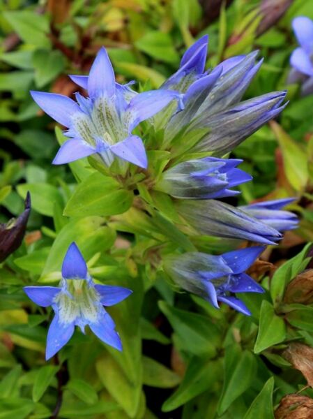 Gentiana septemfida var.lagodechiana  /