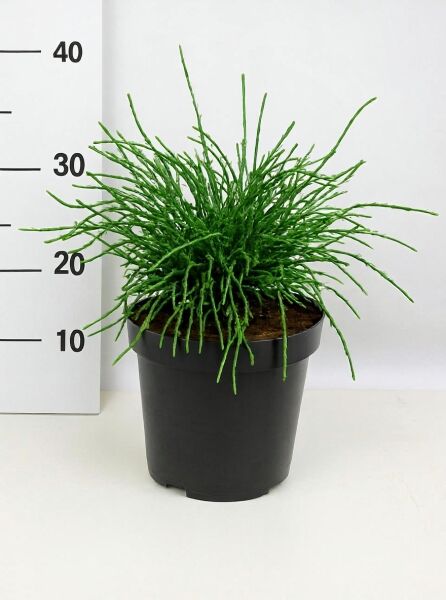 Thuja plicata 'Whipcord' / Faden-Lebensbaum 'Whipcord' 25-30 cm C3, kompakte Topfpflanze mit fadenförmigen Trieben