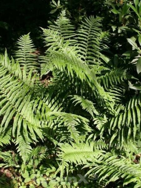 Elefantenrüsselfarn / Rüsselfarn / Dryopteris atrata / Dryopteris hirtipes