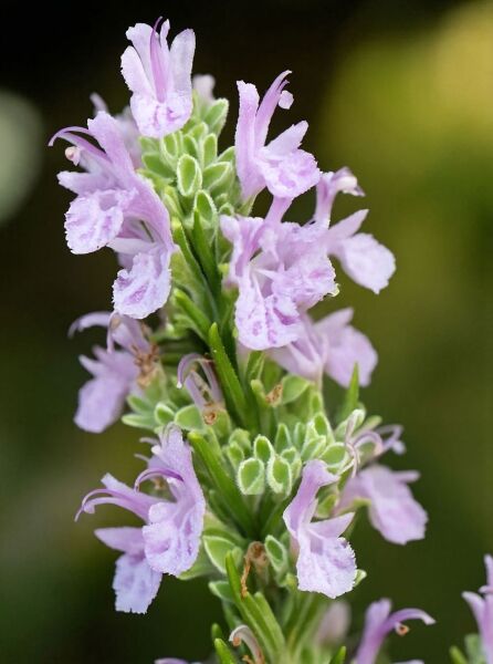 Rosmarin 'Majorcan Pink' / Rosmarin 'Majorcan Pink'