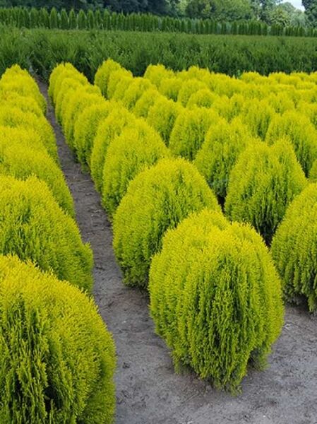 Morgenländischer Lebensbaum 'Aurea Nana' / Morgenländischer Lebensbaum 'Aurea Nana'