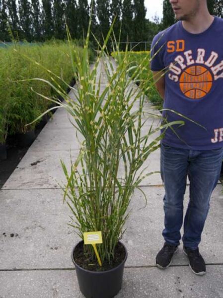 Miscanthus sinensis 'Zebrinus' / Zebra-Chinaschilf 'Zebrinus' 125-150 cm C20, hoher Grasbusch im Topf mit grünen Halmen.