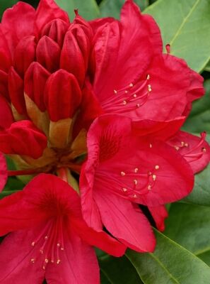 Rhododendron 'Nova Zembla' - Rhododendron Hybride 'Nova Zembla' -  Baumschule NewGarden