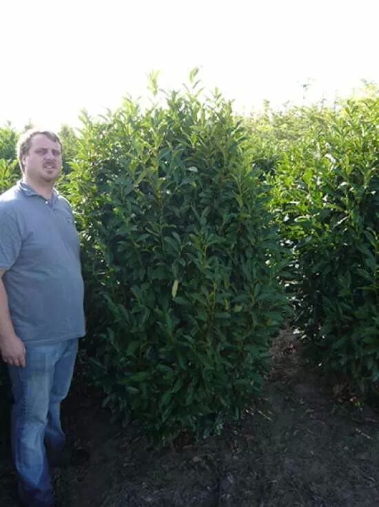 Kirschlorbeer 'Reynvaanii' / Prunus laurocerasus 'Reynvaanii' kaufen