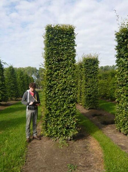 Fagus sylvatica 'Säule eckig' 350x90x90 cm / Rot-Buche 'Säule eckig' 350x90x90 cm