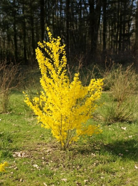 Forsythie (Forsythia intermedia 'Spectabilis') als Strauch mit leuchtend gelben Blüten, 150–200 cm, mit Ballen.