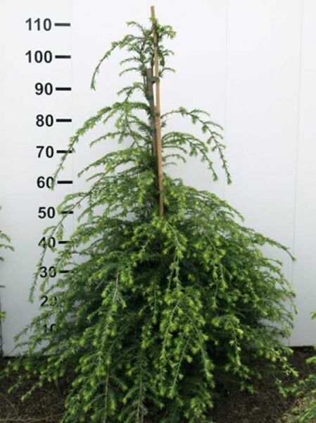 Tsuga canadensis / Kanadische Hemlocktanne 100-125 cm m. B., aufrecht wachsender Nadelbaum mit überhängenden Trieben