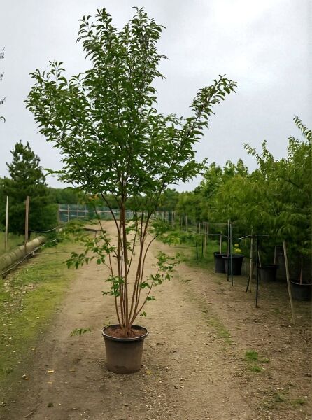 Prunus subhirtella 'Autumnalis' / Winterkirsche 'Autumnalis' 200-250 cm C70, mehrstämmiger Baum im Container mit Laubkrone.