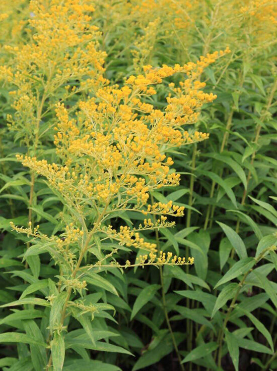 Goldrute 'Golden Mosa' / Solidago 'Golden Mosa'