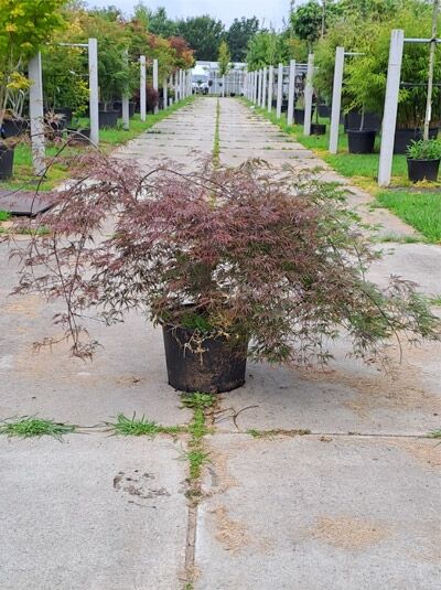 Acer palmatum 'Inaba shidare' – Fächerahorn Japanischer Ahorn im Container, rotlaubig, hängender Wuchs, 40 cm Stammhöhe.