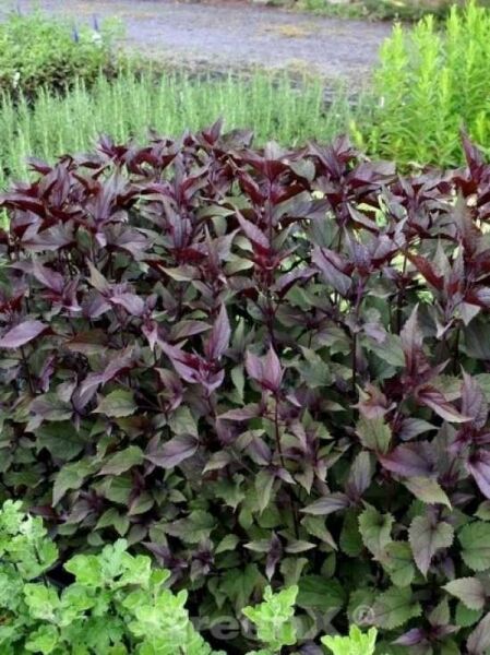 Eupatorium rugosum 'Chocolate' / Dunkelblättriger Garten-Dost