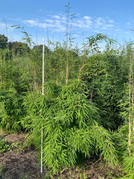 grasgrüner Mähnenbambus 'Green Lion' ® / grasgrüner Mähnenbambus 'Green Lion' ®