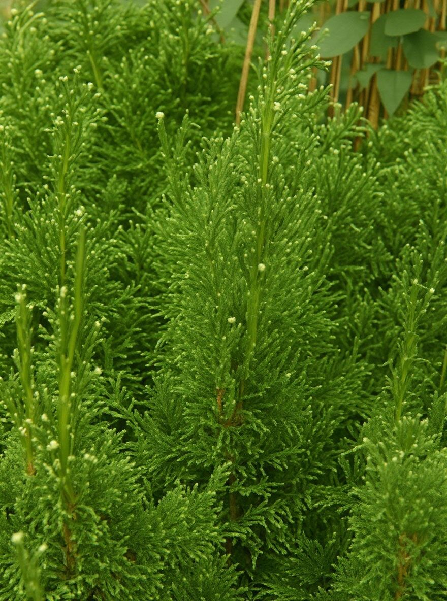 erde ersatz für zimmerpflanzen Premium Zimmerpflanzen Erde 10l – Foliage Dreams main image 1