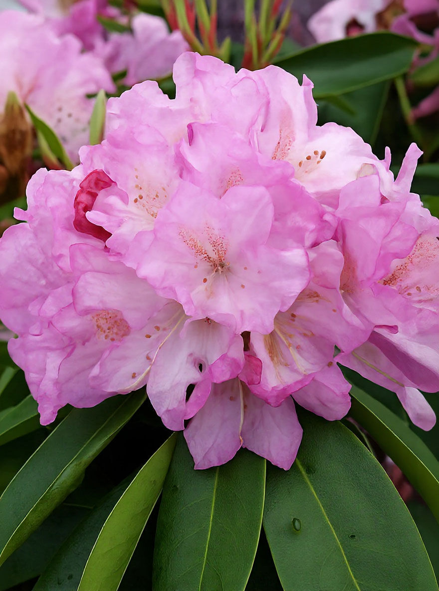 rhododendron seidel HELLIKKI RHODODENDRON 2gal