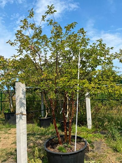 Zimt-Ahorn mehrstämmig 250 - 275 cm / Acer griseum 250-275 cm (876180)