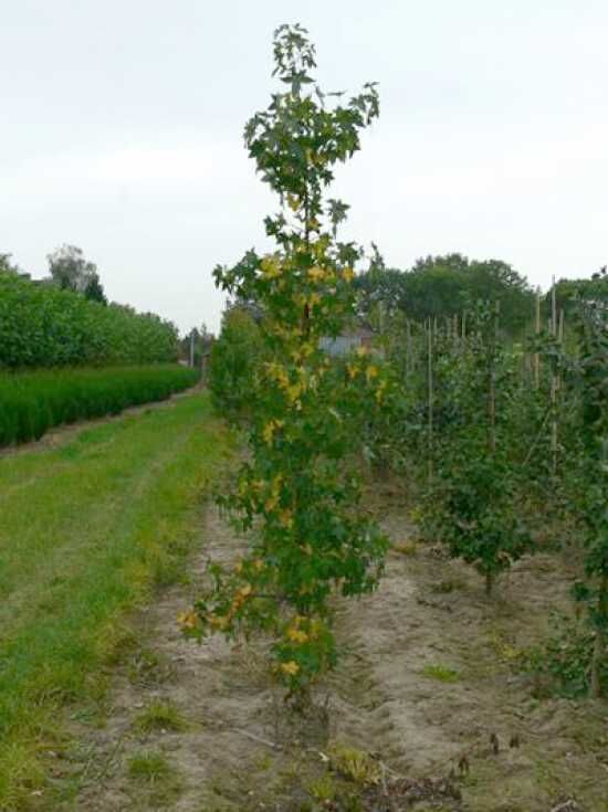 Hängender Amberbaum / Liquidambar styraciflua 'Pendula' kaufen