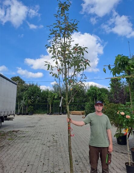 Sorbus latifolia 'Henk Vink' / Breitblättrige Mehlbeere 'Henk Vink' Hochstamm 16-18 StU mit Drahtballen, roter Behang am Stamm