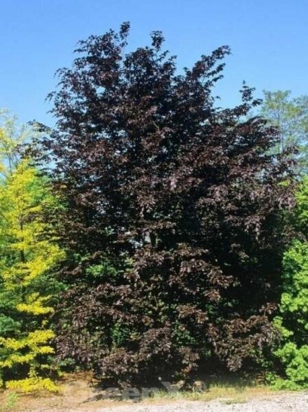 Fagus sylvatica 'Swat Magret' / Blutbuche 'Swat Magret'