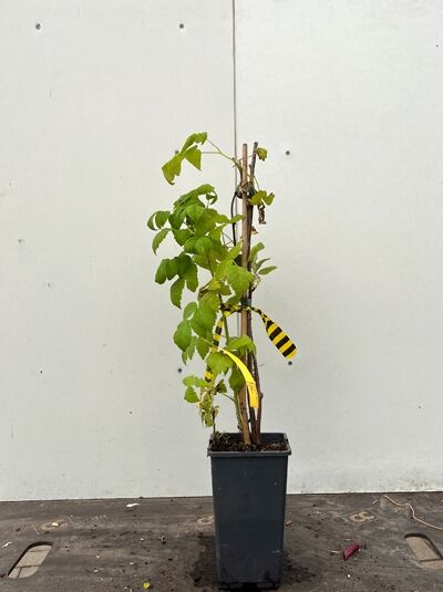 Rubus idaeus 'Schönemann' / Himbeere 'Schönemann', 50-60 cm, C2 im Topf mit aufrechtem Trieb und grünen Blättern