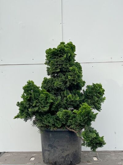 Zwerg-Muschelzypresse Chamaecyparis obtusa 'Nana Gracilis' 60-70 cm C30, immergrüner Nadelstrauch im Pflanzcontainer.
