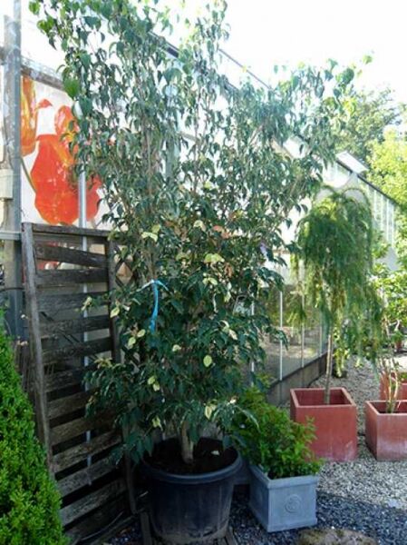 Chinesischer Blumen-Hartriegel (Cornus kousa var. chinensis) 'China Girl' im Container, mehrstämmiger Strauch mit grünem Laub, 200–250 cm.