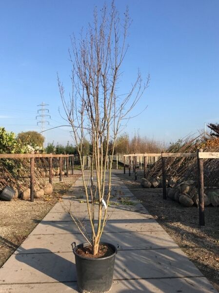 Lagerstroemia indica (Flieder des Südens) mehrstämmig 300–350 cm im C130-Container, mit aufrechten Trieben ohne Blüten