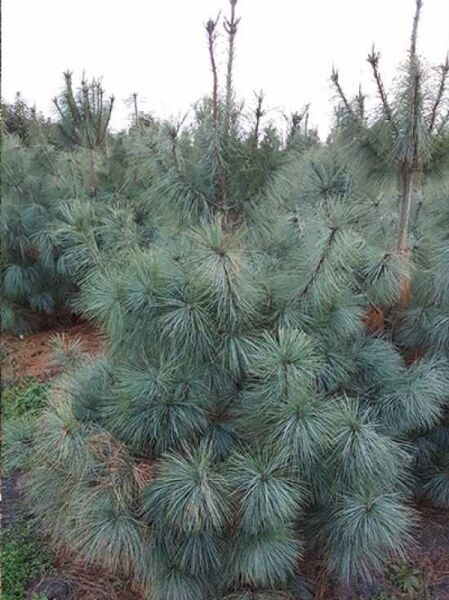 Pinus strobus (Weymouths-Kiefer), Strobe 175–200 cm, mehrtriebiger Nadelbaum mit blaugrünen, weichen Nadeln in Büscheln