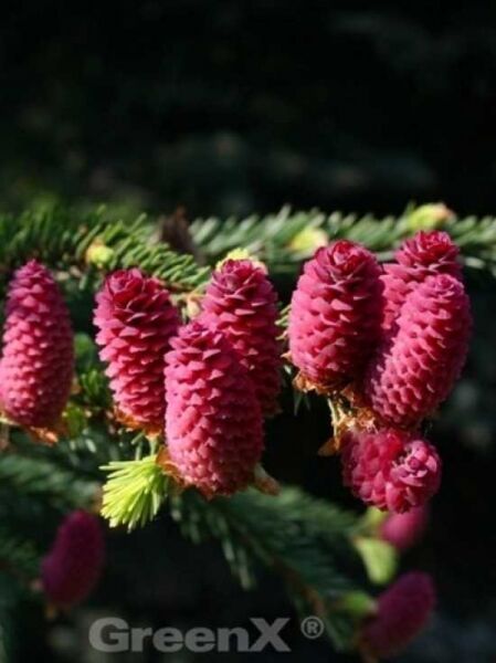 Picea abies 'Acrocona' / Zapfen-Fichte