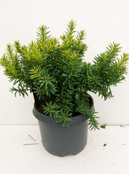 Taxus baccata 'Summergold', Gelbe Kissen-Eibe, 25–30 cm im C3-Topf, kompakter Wuchs mit gelbgrünem Nadellaub