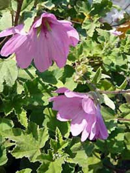 Malve / Garten-Busch-Malve 'Rosea' / Lavatera olbia 'Rosea'