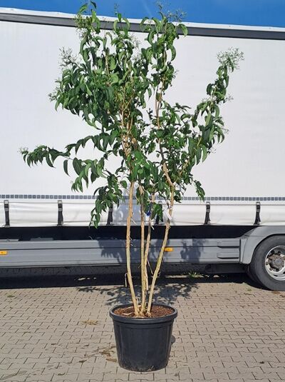 Heptacodium miconioides, Sieben-Söhne-des-Himmels-Strauch mehrstämmig, 250-275 cm im Container, mit grünen Blättern.