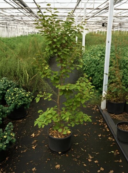 Stewartia pseudocamellia 'Koreana' / Koreanische Scheinkamelie, 175-200 cm, C20, im Container mit aufrechtem Wuchs und grünen Blättern