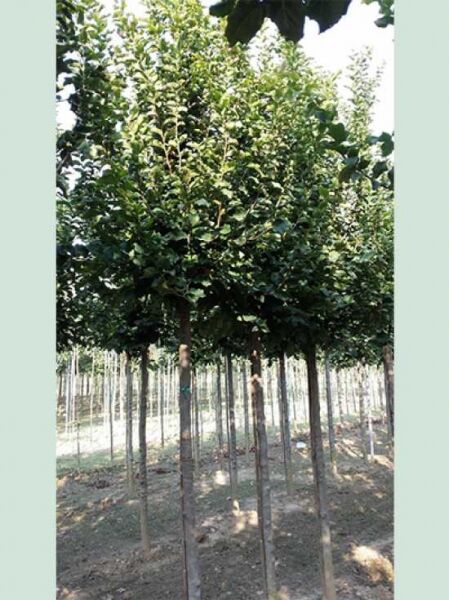 Eisenholzbaum Parrotia persica 'Vanessa' Hochstamm, 12-14 StU, mit dichtem grünem Laub und geradem Stamm in Baumschulreihe