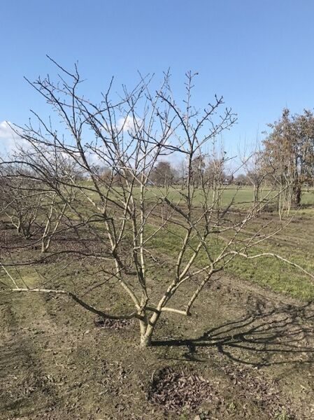 Deutsche Mispel / Deutsche Mispel