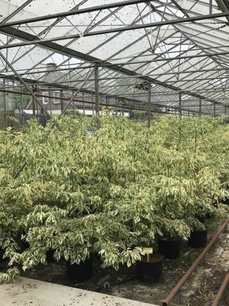 Weißbunter Pagoden-Hartriegel (Cornus controversa 'Variegata') in Baumschule, variegiertes Laub, im Container C20, 150–175 cm