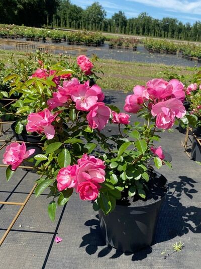 Strauchrose Rosa 'Angela' (Rosa 'Angela') C5 im Topf mit pinken, gefüllten Blüten und grünem Laub.