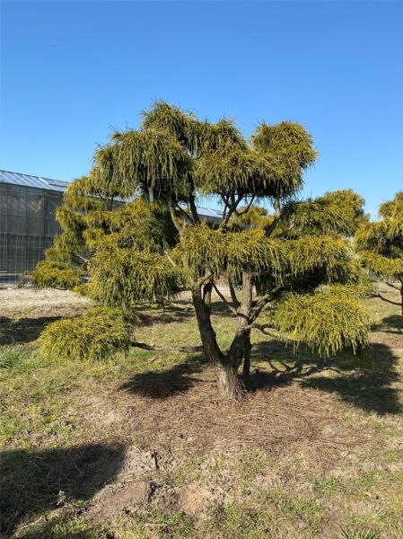 Gelbe Fadenzypresse 'Sungold' (Nr.1361) / Chamaecyparis pisifera 'Sungold' 220 cm breit x 180 cm hoch