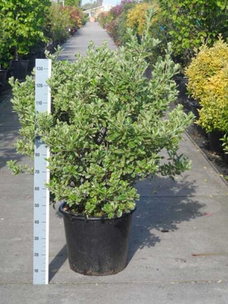 Euonymus japonicus 'Albomarginatus' / Japanischer Spindelstrauch 'Albomarginatus', 80–100 cm im Container C50 mit panaschiertem Laub.