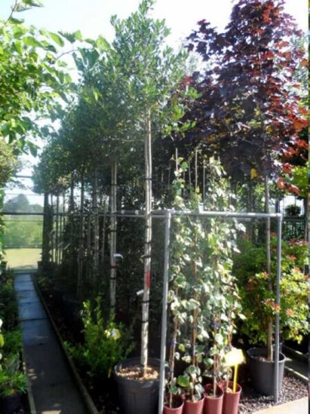 Ilex mutchagara 'Nellie R. Stevens' / Stechpalme 'Nellie R. Stevens'